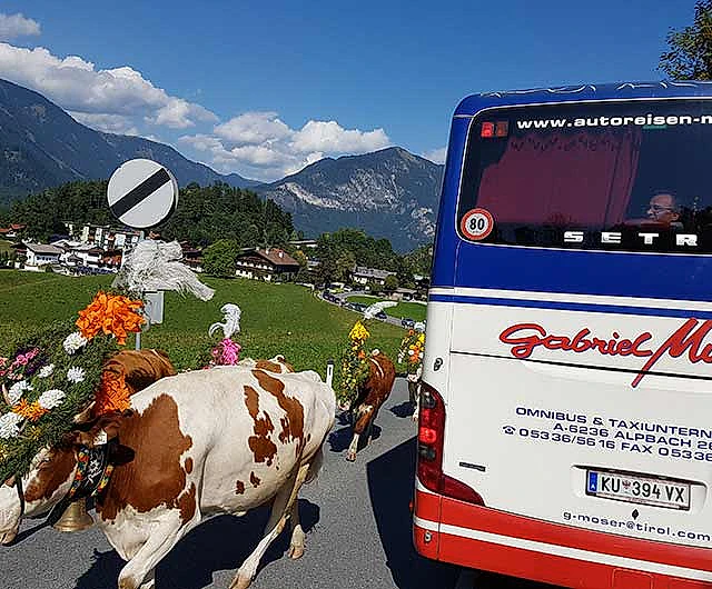 Bus und Almabtrieb